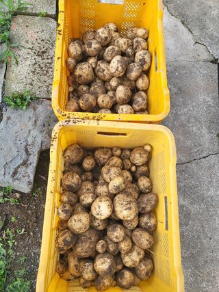 권봉식님의 블루베리 · 영농일지 작성글 사진