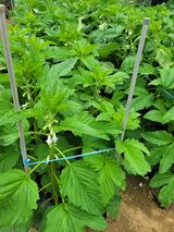 팜모닝 참깨·자유게시판 게시글 이미지