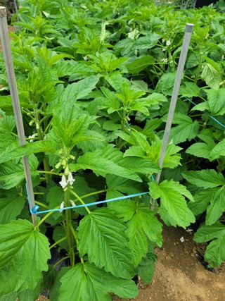 성훈경님의 참깨 · 자유게시판 작성글 사진