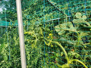 서원섭님의 자유주제 · 자유게시판 작성글 사진