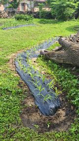 팜모닝 자유주제·자유게시판 게시글 이미지