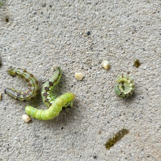 양석원님의 고추 · 영농일지 작성글 사진