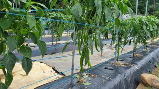 정금기님의 고추 · 일상 작성글 사진