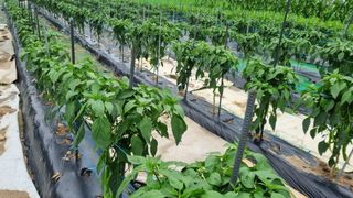 정금기님의 고추 · 일상 작성글 사진