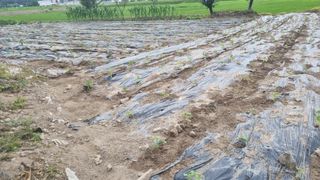 정금기님의 고추 · 일상 작성글 사진