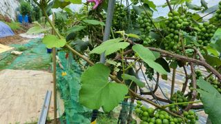 정금기님의 고추 · 일상 작성글 사진