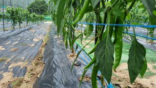 정금기님의 고추 · 일상 작성글 사진