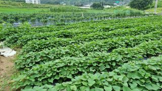 정금기님의 고추 · 일상 작성글 사진