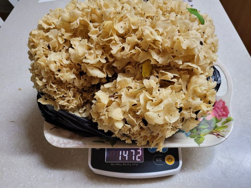 장터 상품 [꽃송이버섯 자연산] 썸네일