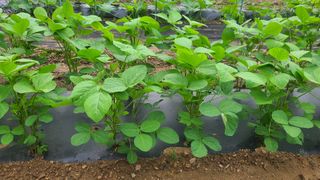 율후아빠님의 콩 · 자유게시판 작성글 사진