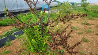 이종선님의 기타작물 · 병해충상담 작성글 사진