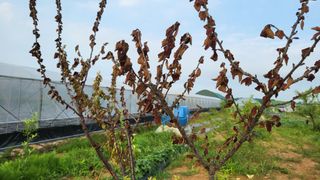 이종선님의 기타작물 · 병해충상담 작성글 사진