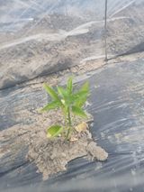 팜모닝 고추·병해충상담 게시글 이미지