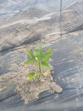 문혜농원님의 고추 · 병해충상담 작성글 사진