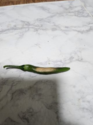 농부입니다님의 고추 · 병해충상담 작성글 사진