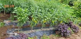 김수연님의 고추 · 일상 작성글 사진