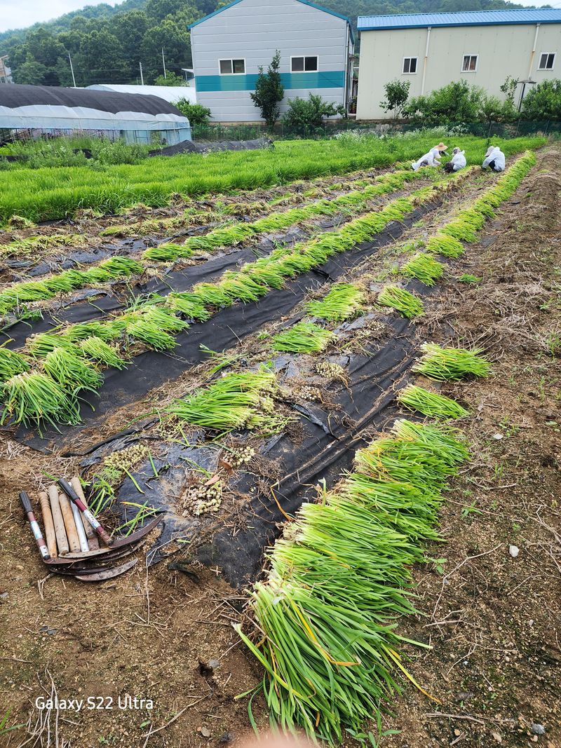 약초원 김종군님의 장터 판매 상품 [두메부추 1kg단위 무료배송] 첨부 사진
