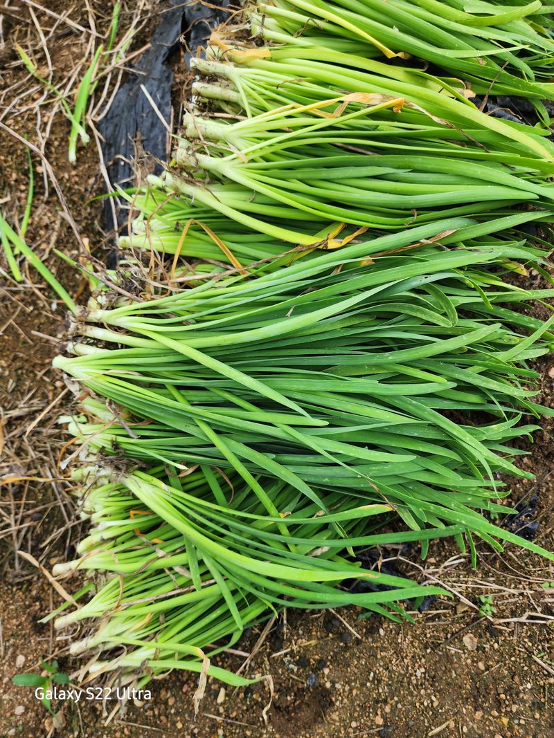 약초원 김종군님의 장터 판매 상품 [두메부추 1kg단위 무료배송] 첨부 사진