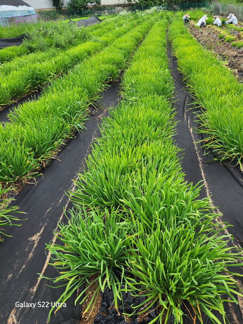 약초원 김종군님의 장터 판매 상품 [두메부추 1kg단위 무료배송] 첨부 사진