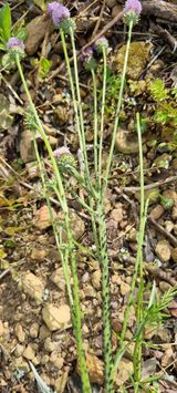 팜모닝 감·병해충상담 게시글 이미지