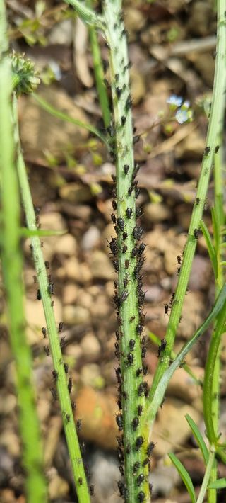 김현필님의 감 · 병해충상담 작성글 사진