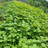 팜모닝 들깨·자유게시판 게시글 이미지