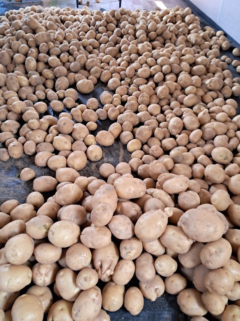 장터 상품 [홍천 수미감자 판매 안내] 썸네일