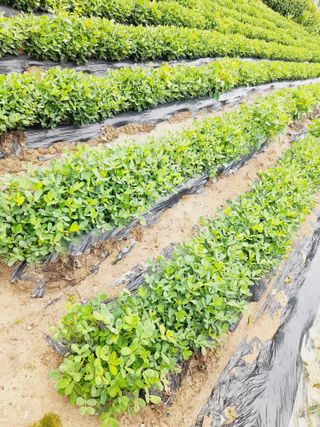 Youngdok님의 고추 · 비료•농약 작성글 사진