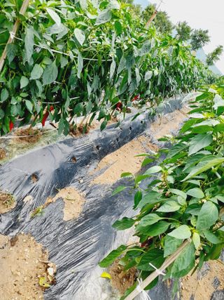 Youngdok님의 고추 · 비료•농약 작성글 사진