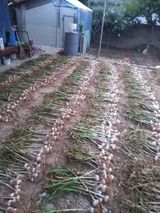 팜모닝 마늘·마늘 쪽 비대기 게시글 이미지