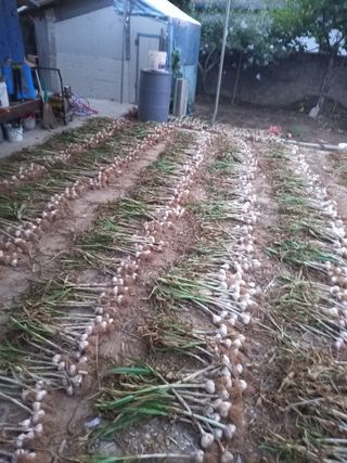 진디믈태치방볍을많배님의 마늘 · 마늘 쪽 비대기 작성글 사진