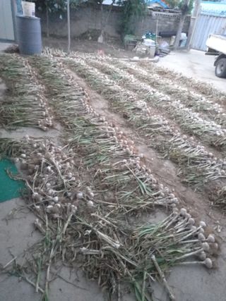 진디믈태치방볍을많배님의 마늘 · 마늘 쪽 비대기 작성글 사진