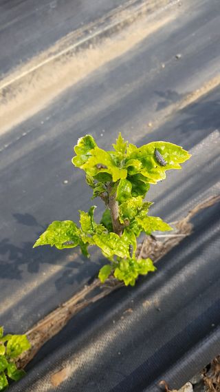 농민님의 기타작물 · 병해충상담 작성글 사진