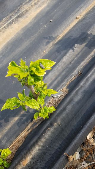 농민님의 기타작물 · 병해충상담 작성글 사진