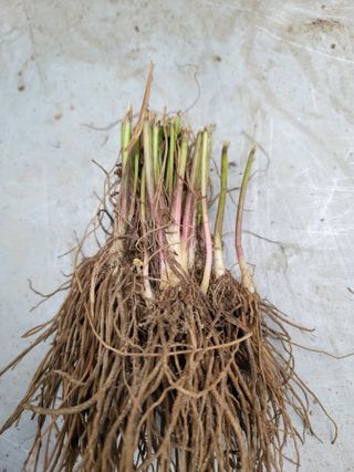 병풍취산채농원님의 기타작물 · 자유게시판 작성글 사진