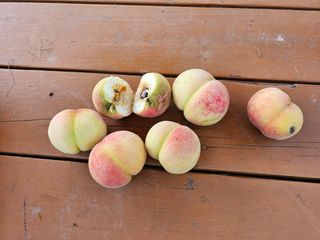 물맑은농장님의 복숭아 · 자유게시판 작성글 사진