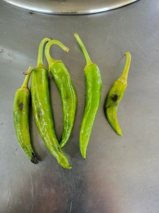 유경임님의 고추 · 병해충상담 작성글 사진