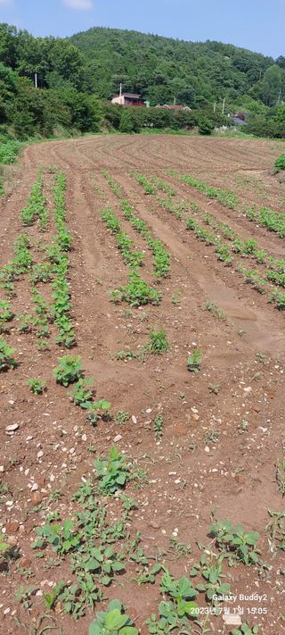 임성택님의 콩 · 자유게시판 작성글 사진