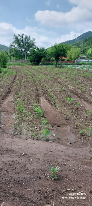 임성택님의 콩 · 자유게시판 작성글 사진