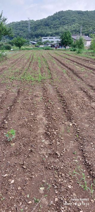 임성택님의 콩 · 자유게시판 작성글 사진