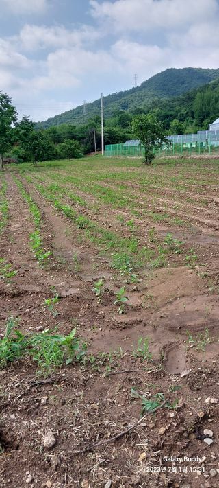 임성택님의 콩 · 자유게시판 작성글 사진