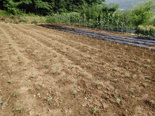 가연맘님의 들깨 · 자유게시판 작성글 사진