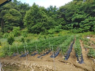 가연맘님의 들깨 · 자유게시판 작성글 사진