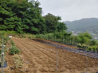 가연맘님의 들깨 · 자유게시판 작성글 사진