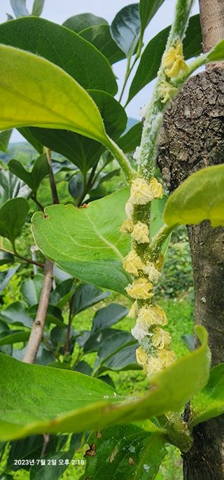 송곡손병국님의 자유주제 · 자유게시판 작성글 사진