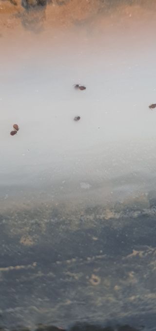 ♡ 예린농원 농장님의 포도 · 병해충상담 작성글 사진