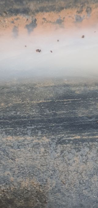 ♡ 예린농원 농장님의 포도 · 병해충상담 작성글 사진