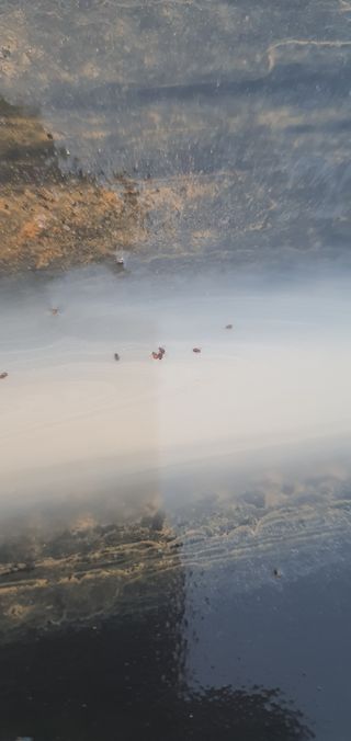 ♡ 예린농원 농장님의 포도 · 병해충상담 작성글 사진