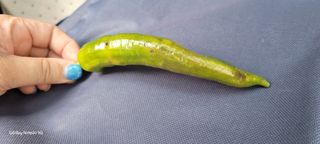 ♡ 예린농원 농장님의 고추 · 병해충상담 작성글 사진