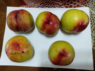 초보농부님의 복숭아 · 병해충상담 작성글 사진